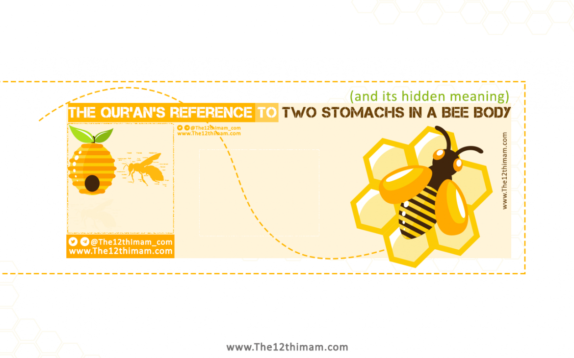 The Qur’an’s reference to two stomachs in a bee body (and its hidden meaning)