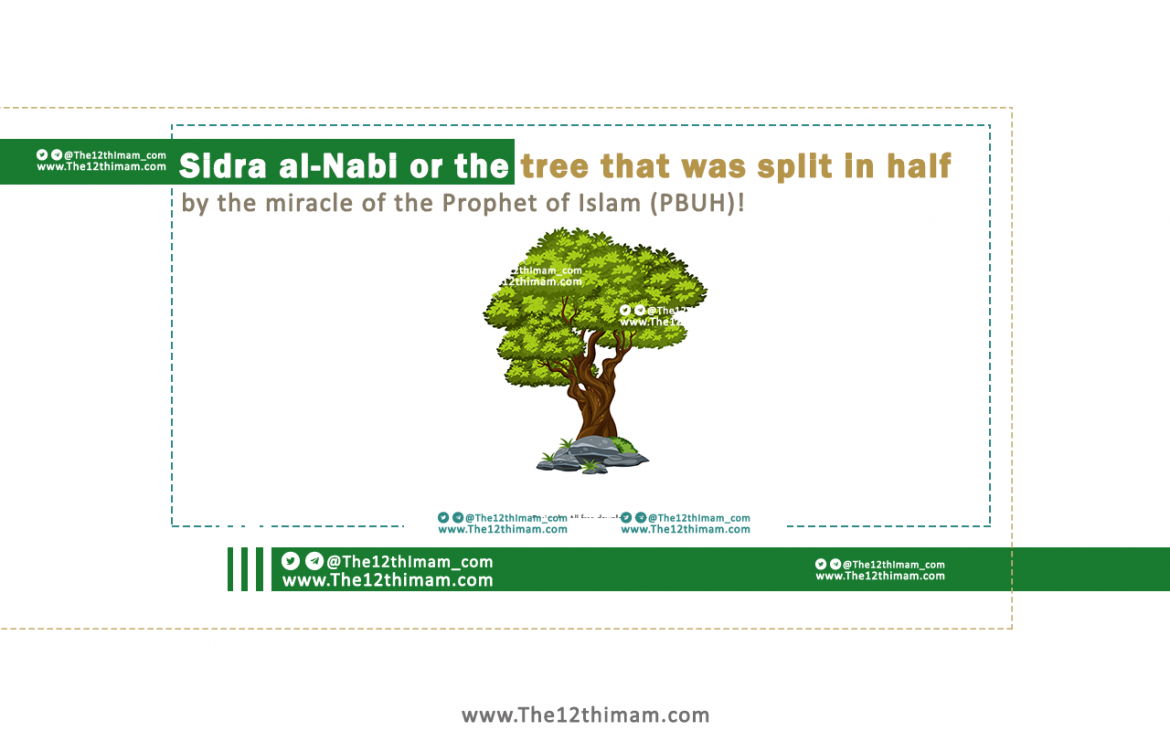Sidra al-Nabi or the tree that was split in half by the miracle of the Prophet of Islam (PBUH)!